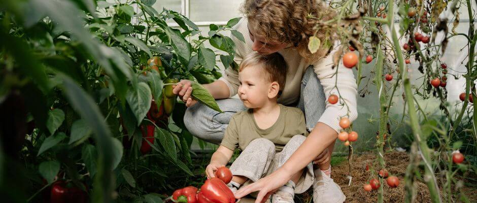 mae e filho colhendo tomates em uma horta caseira